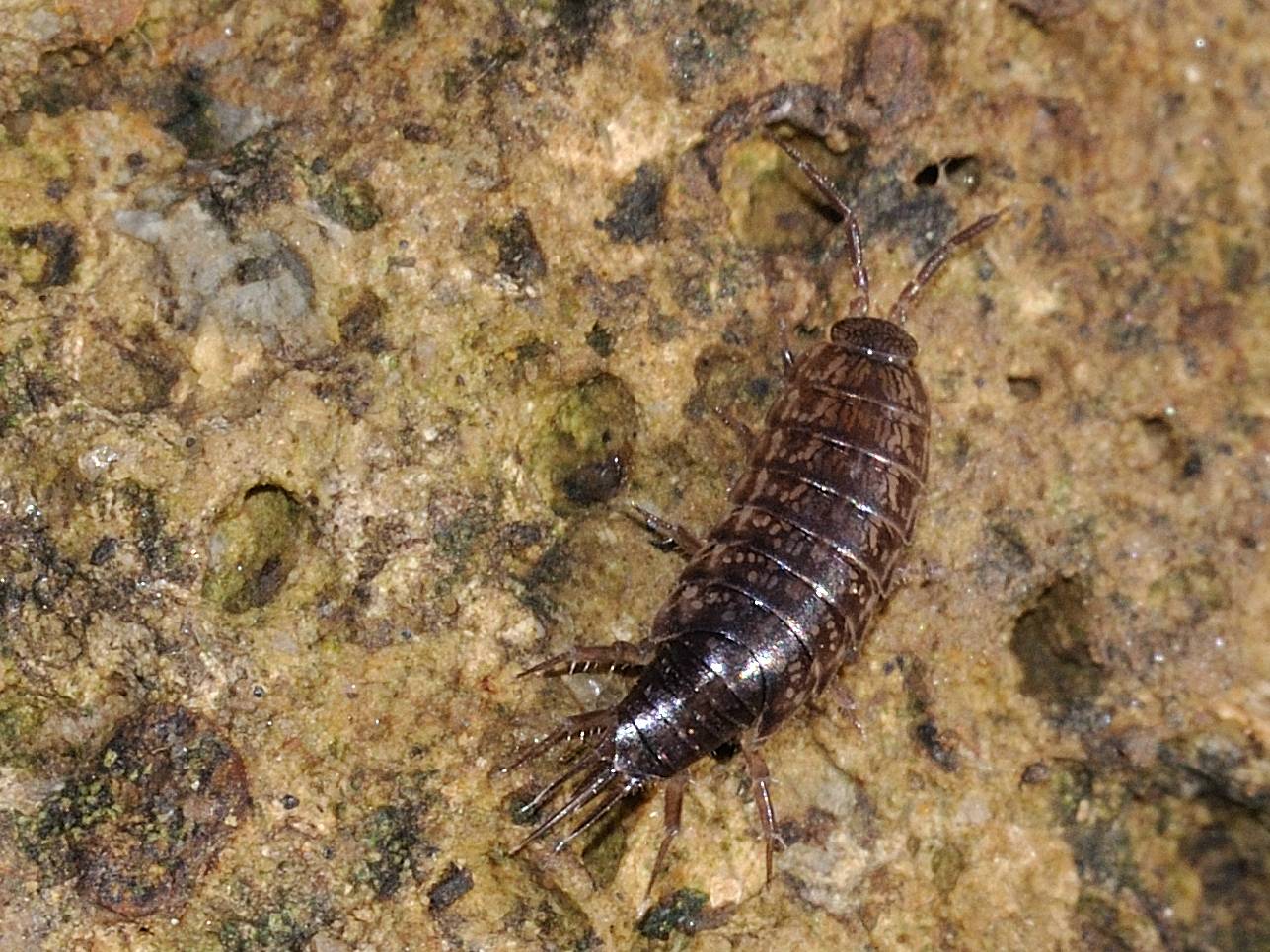 Chaetophiloscia hastata